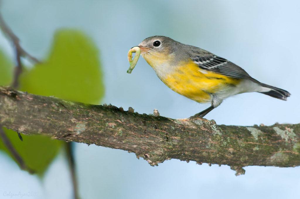 Magnolia Warbler by Kelly Colgan Azar is licensed under CC BY-ND 2.0